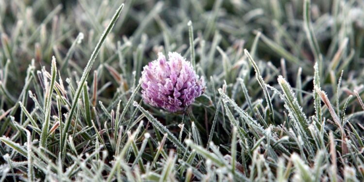 В Молдове ожидаются заморозки — желтый код с 27 по 29 апреля