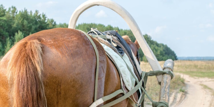 Трагедия в Каменском районе: 4-летний ребёнок выпал из повозки и получил тяжёлые травмы