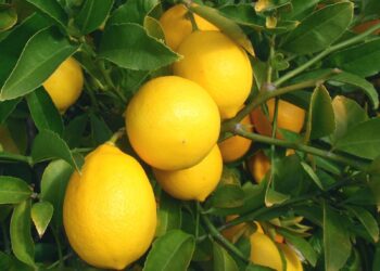С 8 апреля Турция приостановит экспорт лимонов. В чем причина