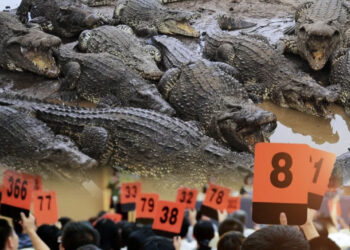 Китайский суд выставил на аукцион 100 тонн живых крокодилов