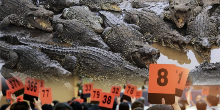 Китайский суд выставил на аукцион 100 тонн живых крокодилов
