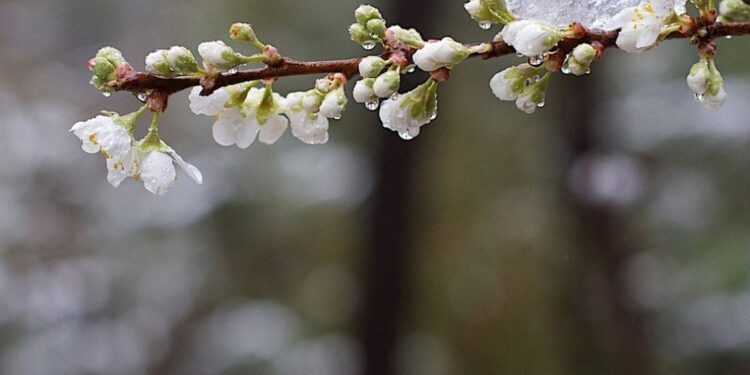 В Молдове ожидается похолодание и заморозки