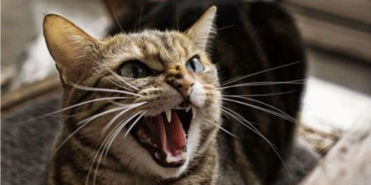 На территории Молдовы зафиксировали два очага африканской чумы свиней и один случай бешенства