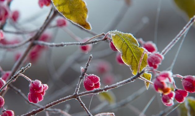 Жёлтый код заморозков продлён. Ожидается мокрый снег и усиление ветра