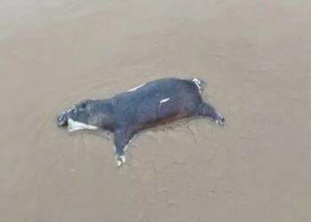 Десятки бегемотов погибли из-за сибирской язвы в старейшем национальном парке Африки