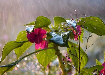 Переменная погода сегодня: облака сменятся солнцем, местами возможен дождь
