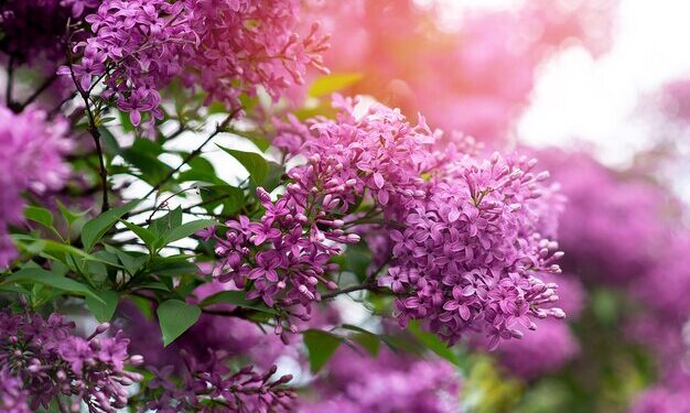 Сегодня в Молдове ожидается хорошая погода с температурами выше 25 градусов Цельсия: с завтрашнего дня температура резко понизится