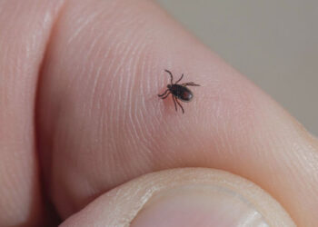 Mușcătura de căpușă: Ce trebuie să faci și când să ceri ajutor