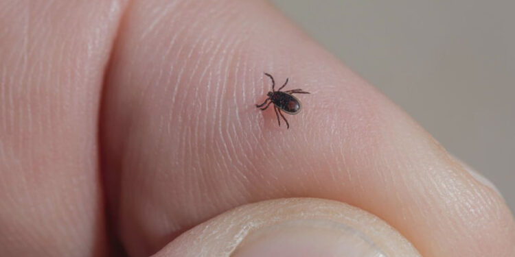 Mușcătura de căpușă: Ce trebuie să faci și când să ceri ajutor