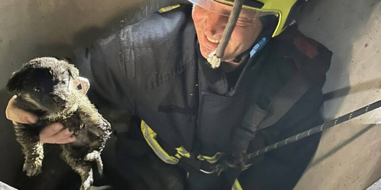 Criuleni: Cățel salvat de pompieri după ce a căzut într-o fântână de 15 metri