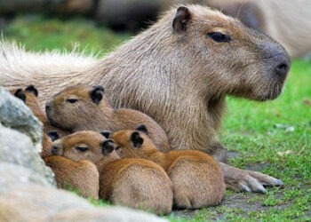 Sute de capibare au invadat un cartier de lux din Argentina – oamenii sunt împărțiți între fascinație și frustrare