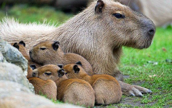 Sute de capibare au invadat un cartier de lux din Argentina – oamenii sunt împărțiți între fascinație și frustrare