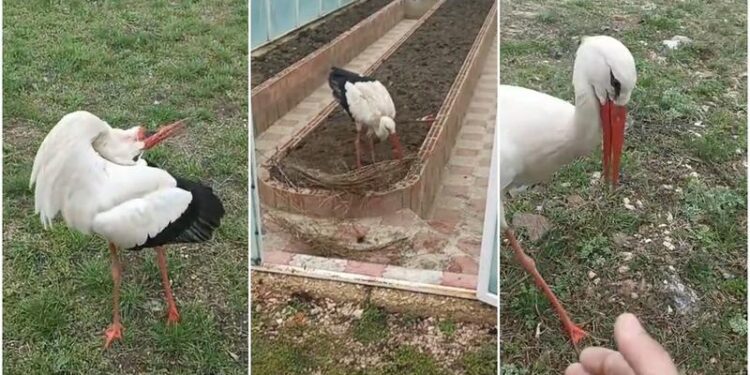 Un cocostârc vedetă pe TikTok: prietenia neașteptată dintre un moldovean și pasărea Joric