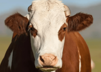 O vacă scăpată de pe o pajiște a semănat haos timp de șase ore într-un oraș din Franța