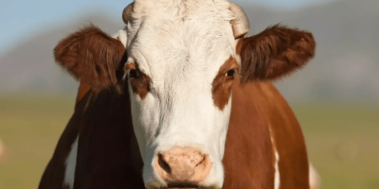 O vacă scăpată de pe o pajiște a semănat haos timp de șase ore într-un oraș din Franța