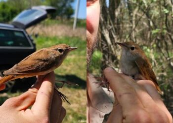 Descoperire extraordinară în Republica Moldova: O privighetoare roșcată, specie discretă și rar observată, depistată în regiune