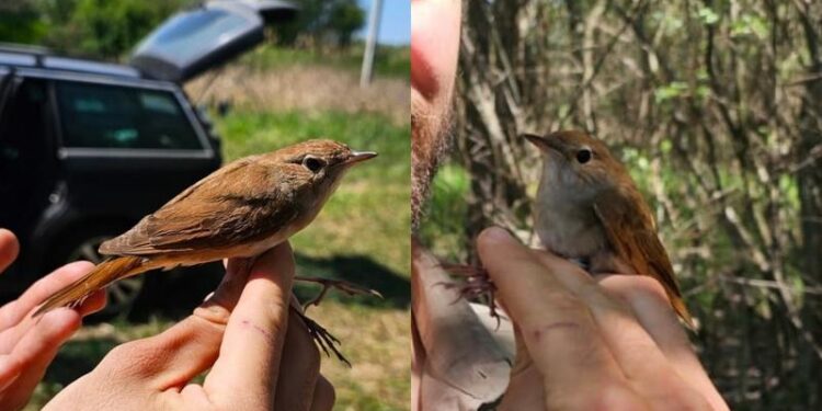 Descoperire extraordinară în Republica Moldova: O privighetoare roșcată, specie discretă și rar observată, depistată în regiune