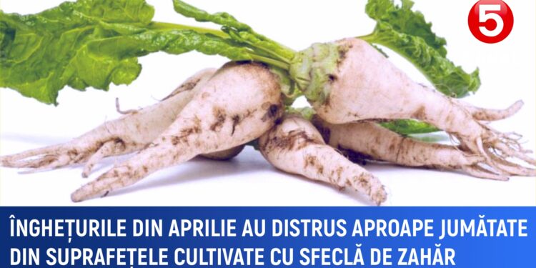 Înghețurile din aprilie au distrus aproape jumătate din suprafețele cultivate cu sfeclă de zahăr