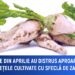 Înghețurile din aprilie au distrus aproape jumătate din suprafețele cultivate cu sfeclă de zahăr