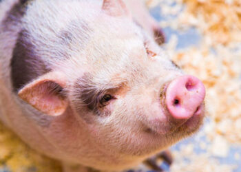 Două focare de pestă porcină africană confirmate în Republica Moldova