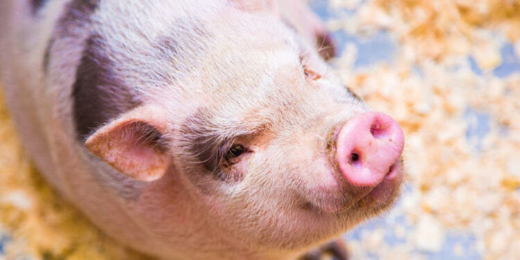 Două focare de pestă porcină africană confirmate în Republica Moldova