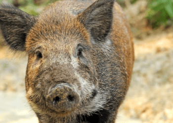 Focar de pestă porcină africană confirmat la un mistreț în raionul Briceni