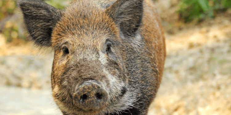 Focar de pestă porcină africană confirmat la un mistreț în raionul Briceni