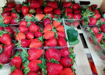 Молдавская клубника по цене импортной голубики