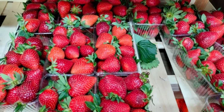 Молдавская клубника по цене импортной голубики