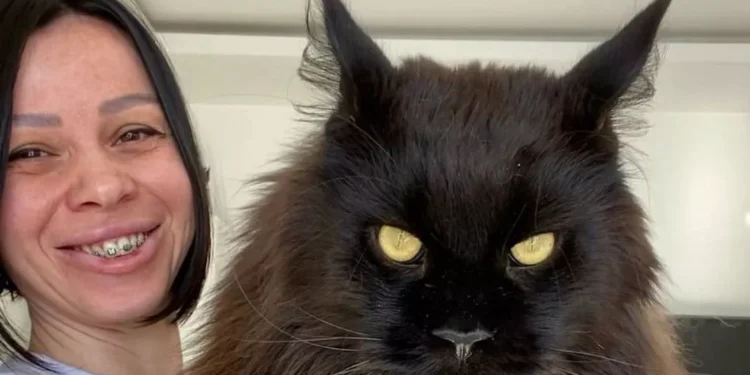 Рост 130 см, вес 13 кг: женщина удивила снимками кота-гиганта