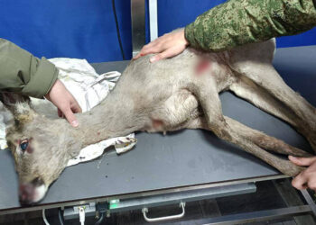 Căprioară salvată dintr-un gard metalic în Transnistria