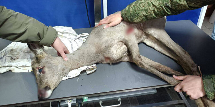 Căprioară salvată dintr-un gard metalic în Transnistria