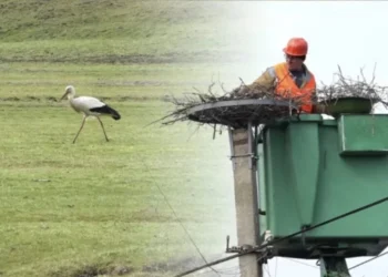 O gospodărie din Sîngerei găzduiește cocostârci din 1995