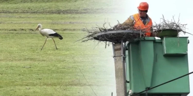 O gospodărie din Sîngerei găzduiește cocostârci din 1995