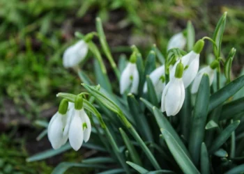 Zi de Primăvară cu Temperaturi de Până la 20°C în Sud