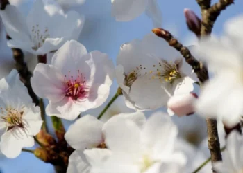 Termometrele urcă! Vreme mai caldă la început de săptămână