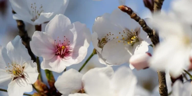 Termometrele urcă! Vreme mai caldă la început de săptămână