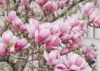 Zi plăcută de primăvară: soare, vânt și maxime generoase