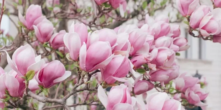 Zi plăcută de primăvară: soare, vânt și maxime generoase