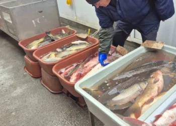 ANSA a aplicat 38 de sancțiuni în urma controalelor la vânzarea peștelui viu