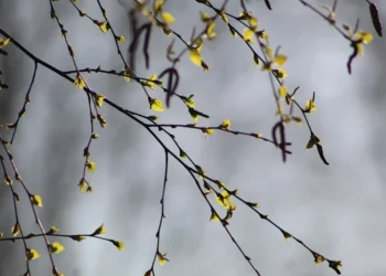 Meteo: Cer variabil și maxime de până la 22°C