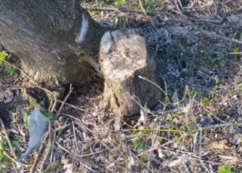 Arbori tăiați ilegal în Dondușeni – prejudiciu de aproape 2.000 lei