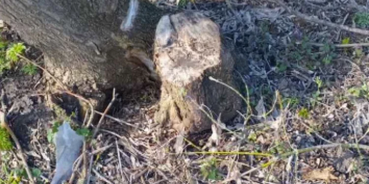 Arbori tăiați ilegal în Dondușeni – prejudiciu de aproape 2.000 lei