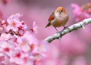 Vreme caldă și fără ploi: primăvara își intră în drepturi