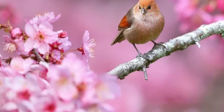 Vreme caldă și fără ploi: primăvara își intră în drepturi