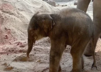 De Paște, în Grădina Zoologică din Zurich s-a născut un pui de elefant