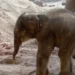 De Paște, în Grădina Zoologică din Zurich s-a născut un pui de elefant
