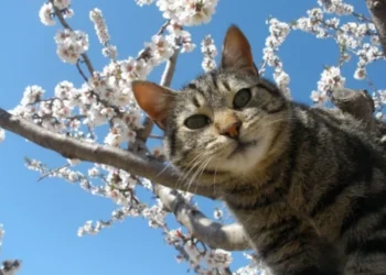 Vreme caldă și stabilă pe întreg teritoriul țării