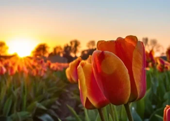 Vreme caldă cu cer variabil în toată țara