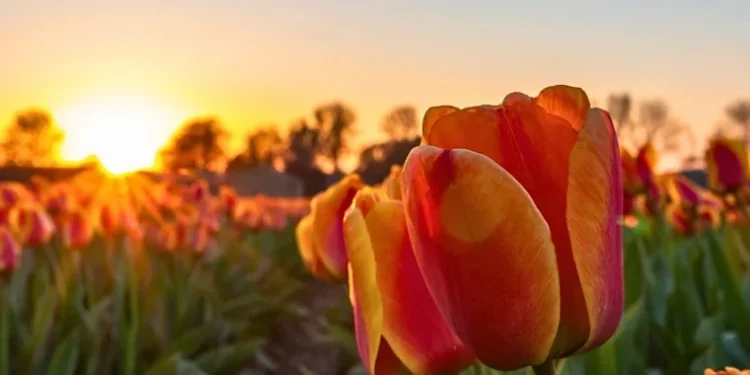 Vreme caldă cu cer variabil în toată țara